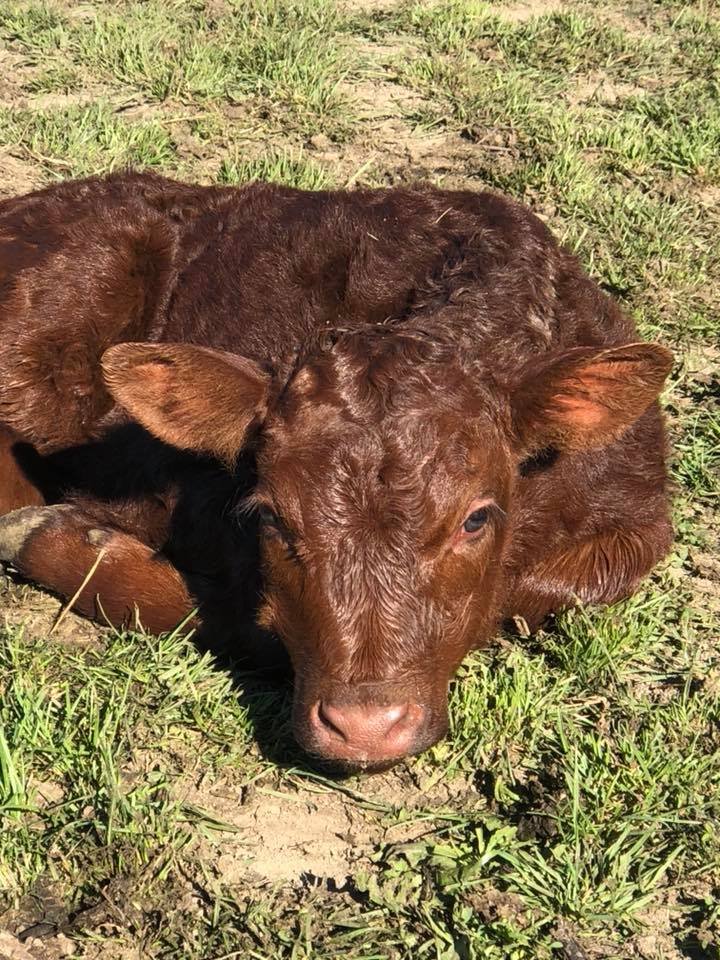 tamar farm calf